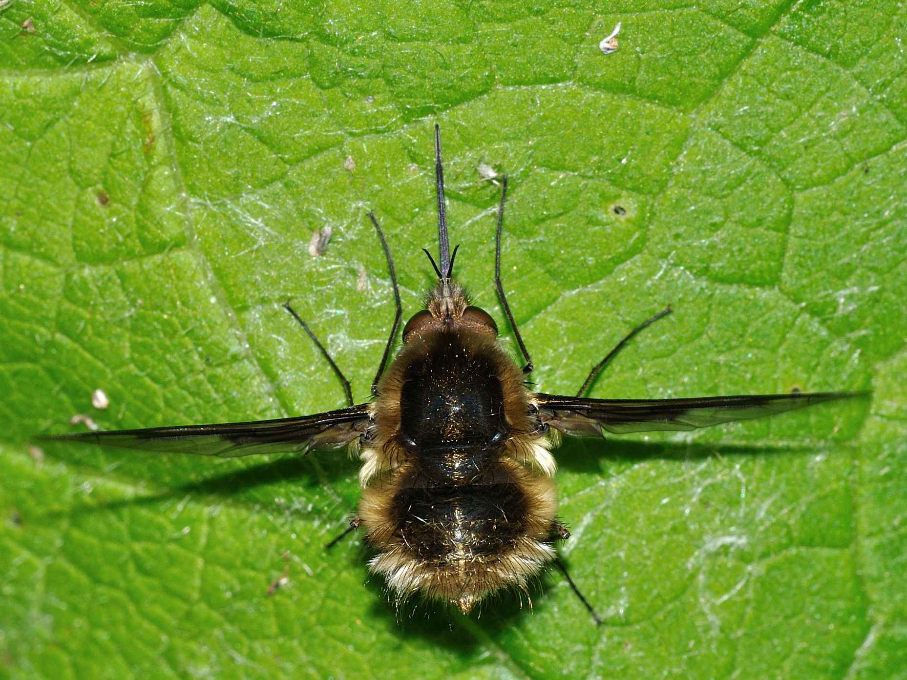 Bombyliidae - Bombylius sp. ?